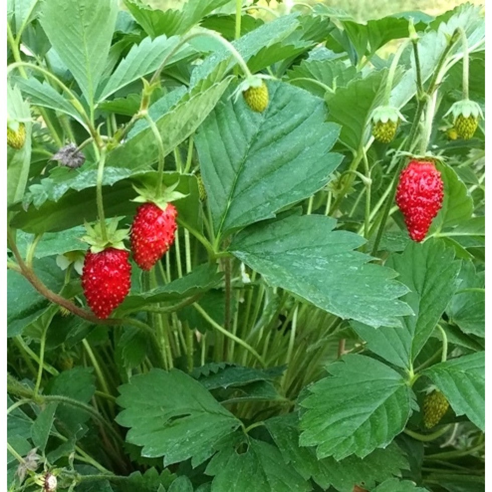 Boîte à jardin