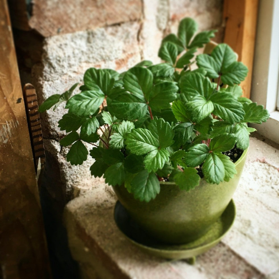 Boîte à jardin