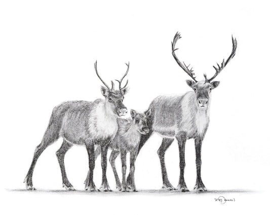 Famille de Caribous -  animaux noir et blanc