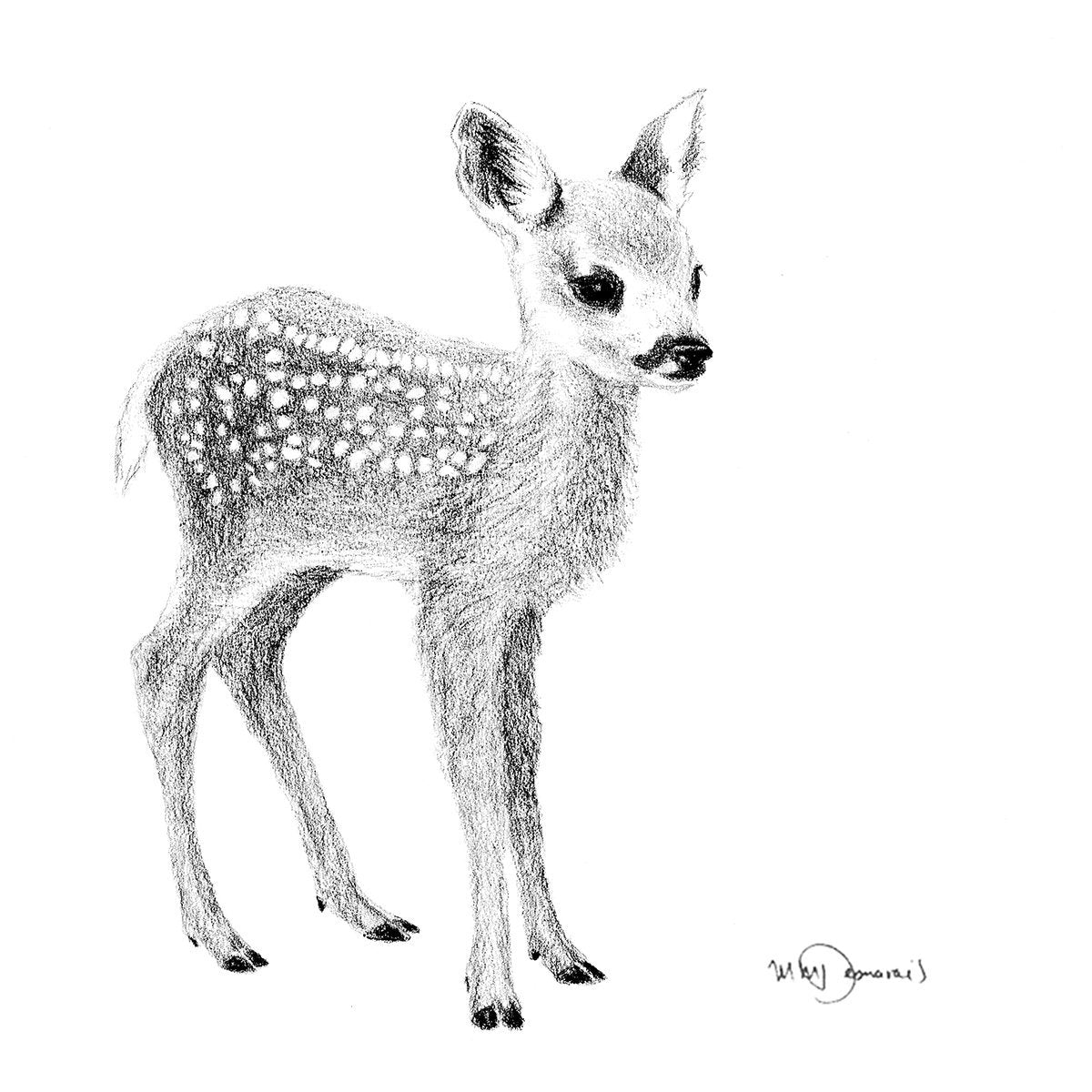 Adorable Faon -  animaux noir et blanc