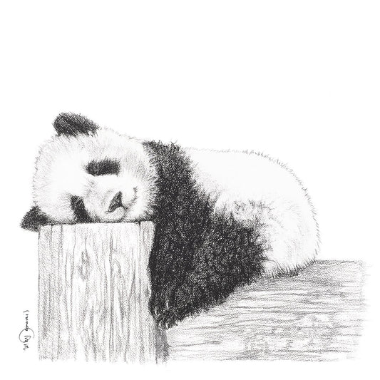 Pause Panda -  animaux noir et blanc