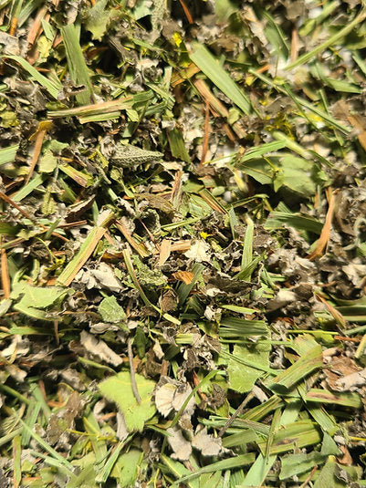 Tisane La Gardienne des Mémoires