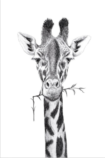 Portrait Girafe - animaux noir et blanc
