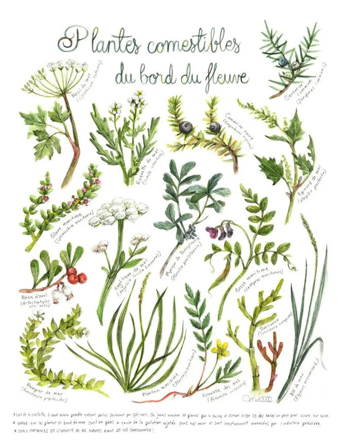 Plantes comestibles du bord du fleuve