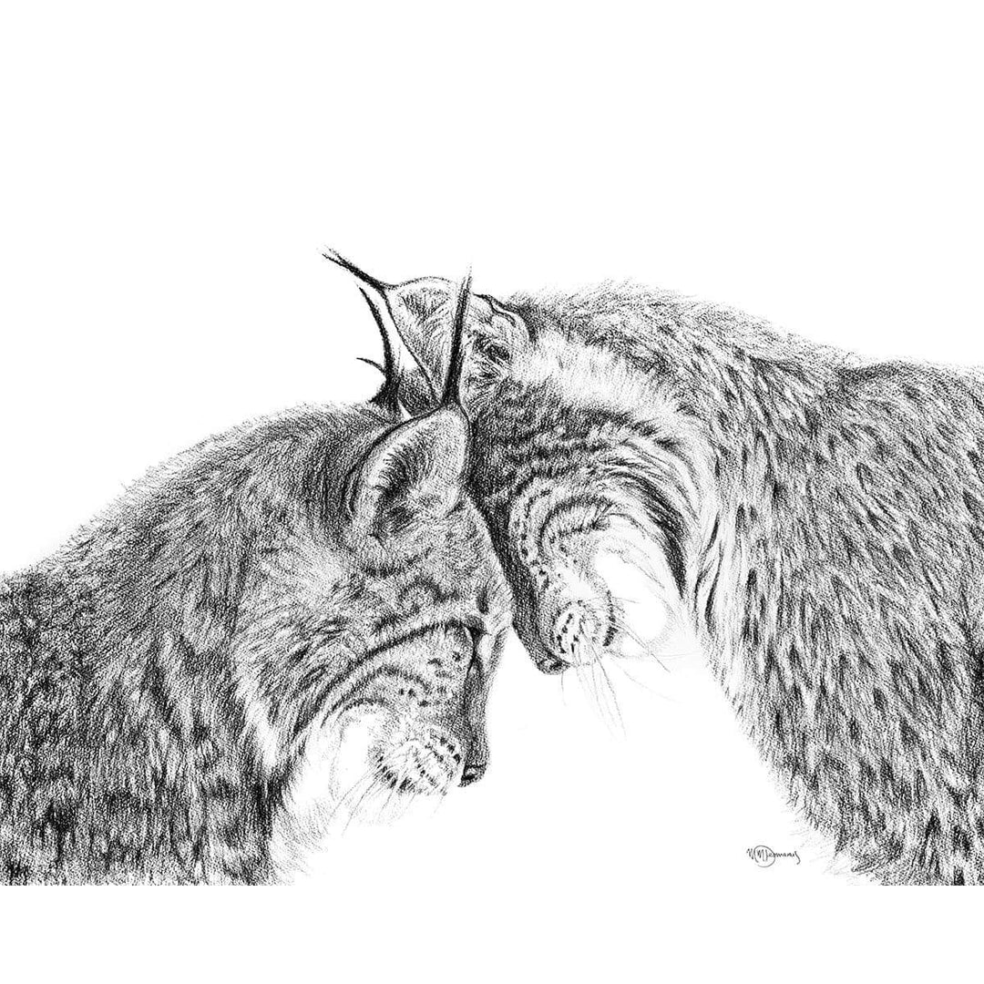 Lynx en amour -  animaux noir et blanc