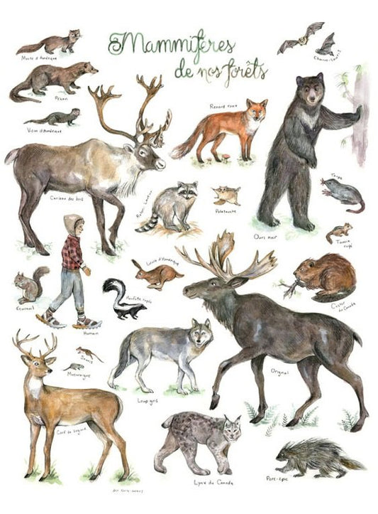 Mammifères de nos forêts