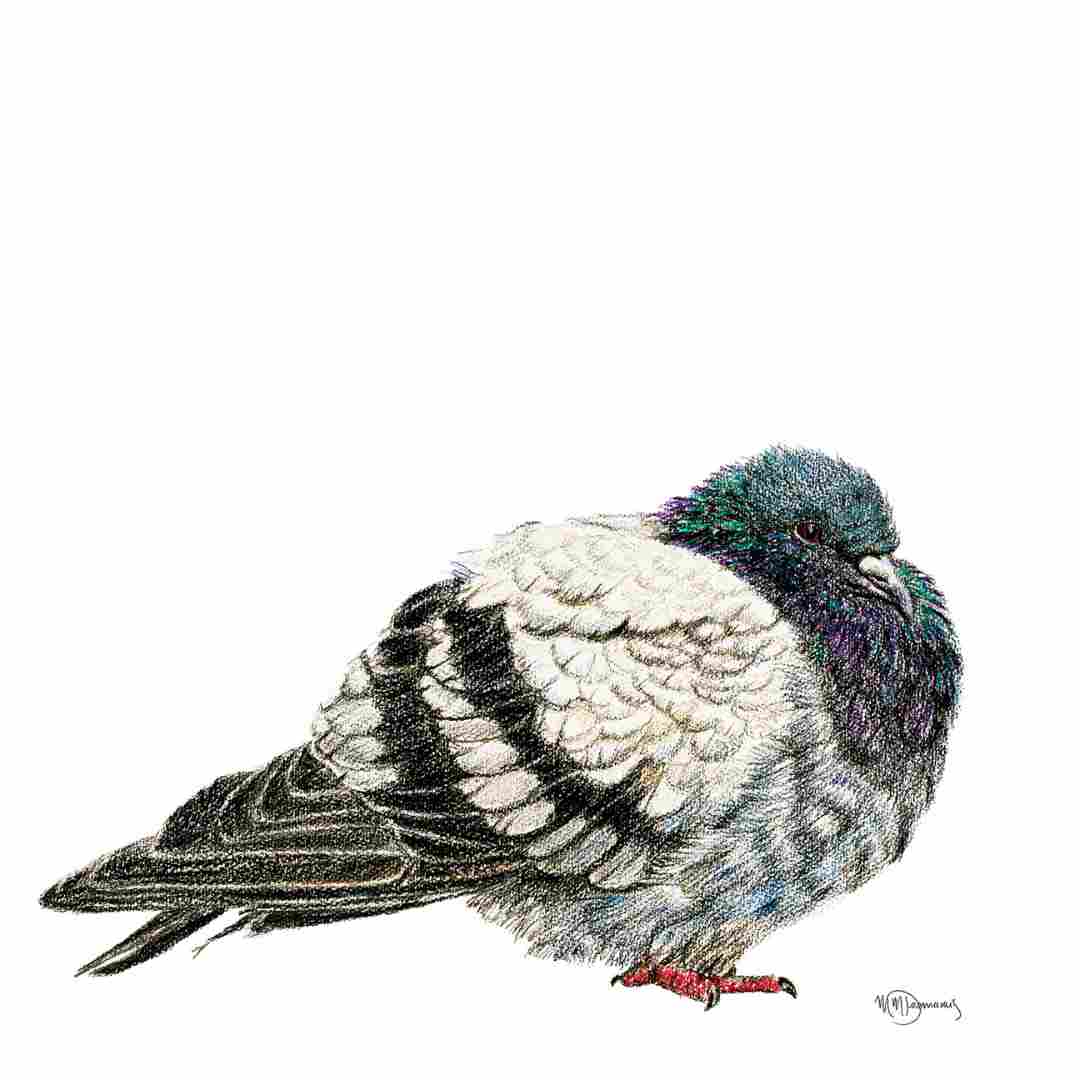 Pigeon -  animaux couleur