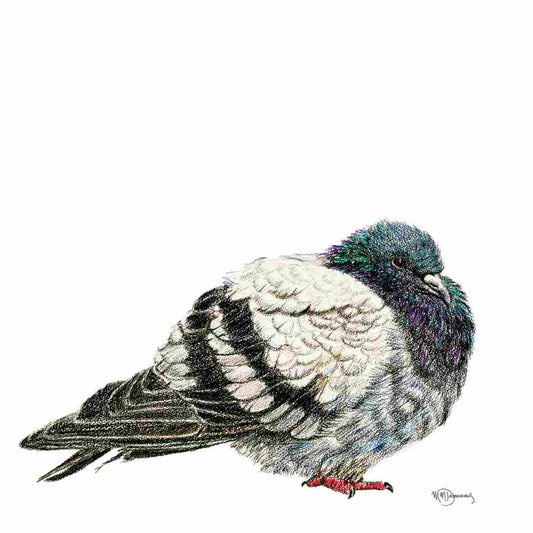 Pigeon -  animaux couleur