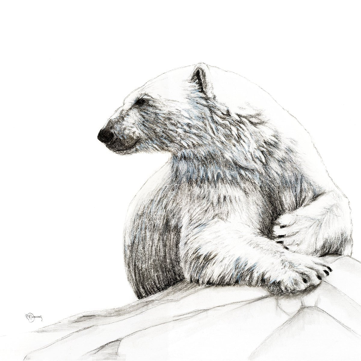 Ours Polaire Souriant -  animaux noir et blanc