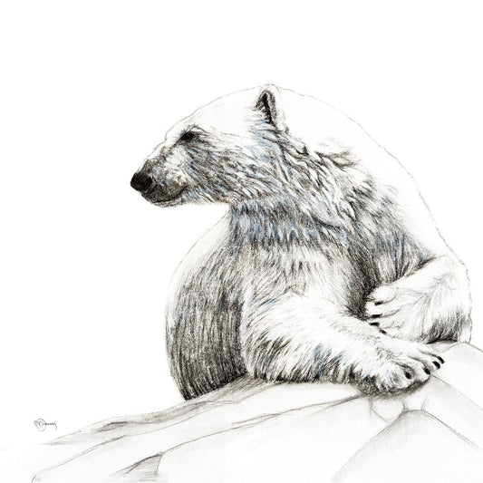 Ours Polaire Souriant -  animaux noir et blanc