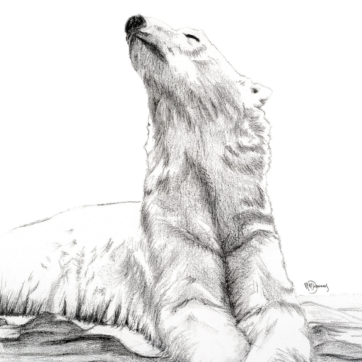 Ours Polaire qui prend un bain de soleil -  animaux noir et blanc