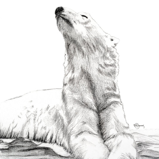 Ours Polaire qui prend un bain de soleil -  animaux noir et blanc