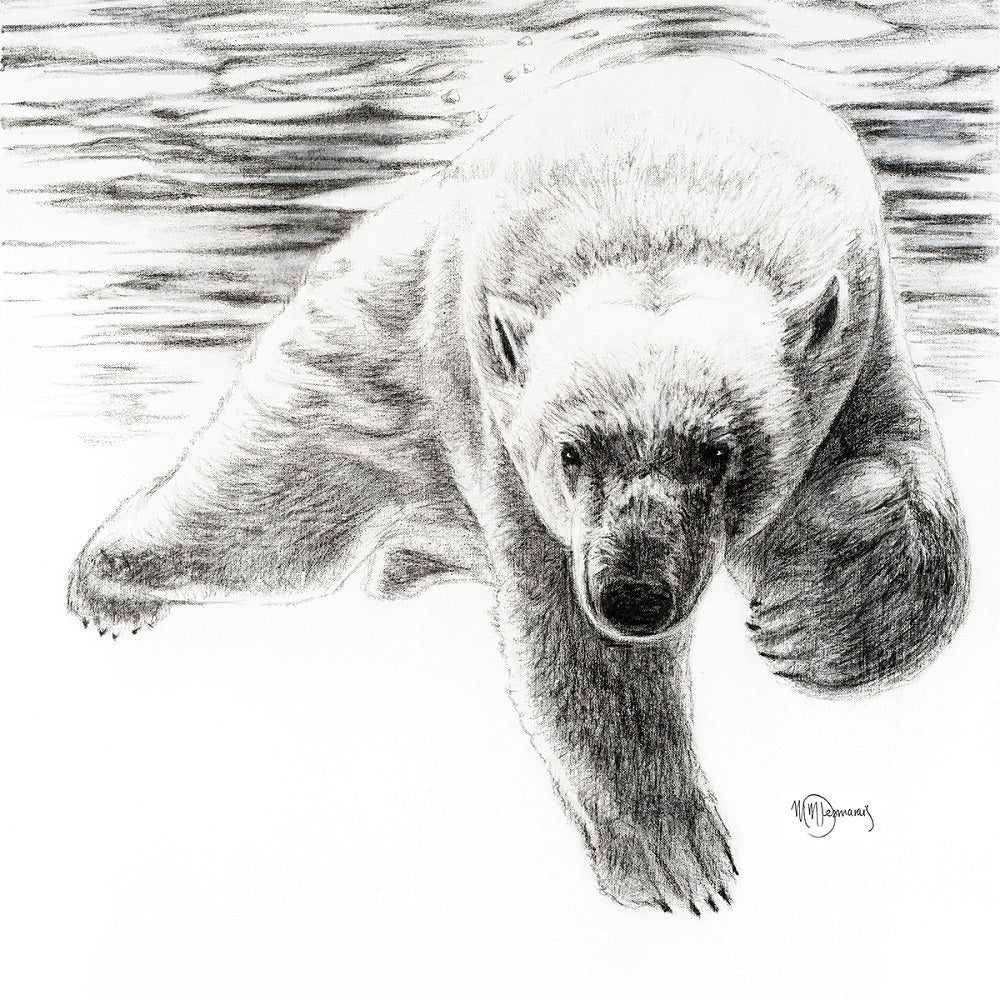 Ours Polaire qui Nage -  animaux noir et blanc