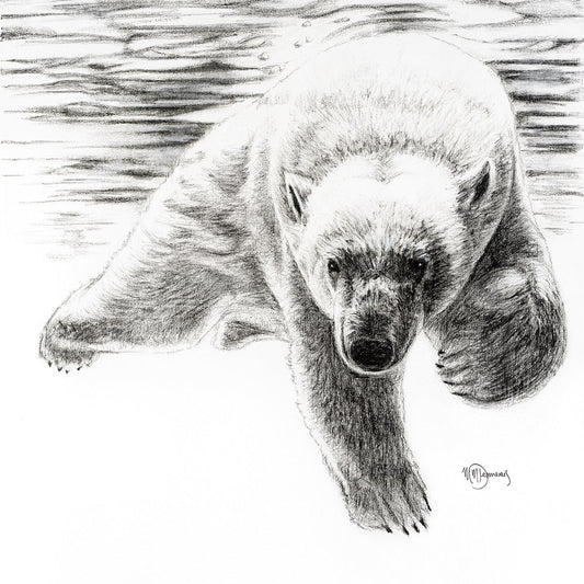 Ours Polaire qui Nage -  animaux noir et blanc