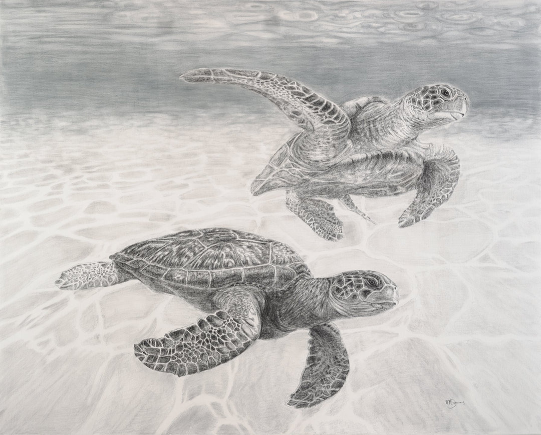 Tortues Marines -  animaux couleur