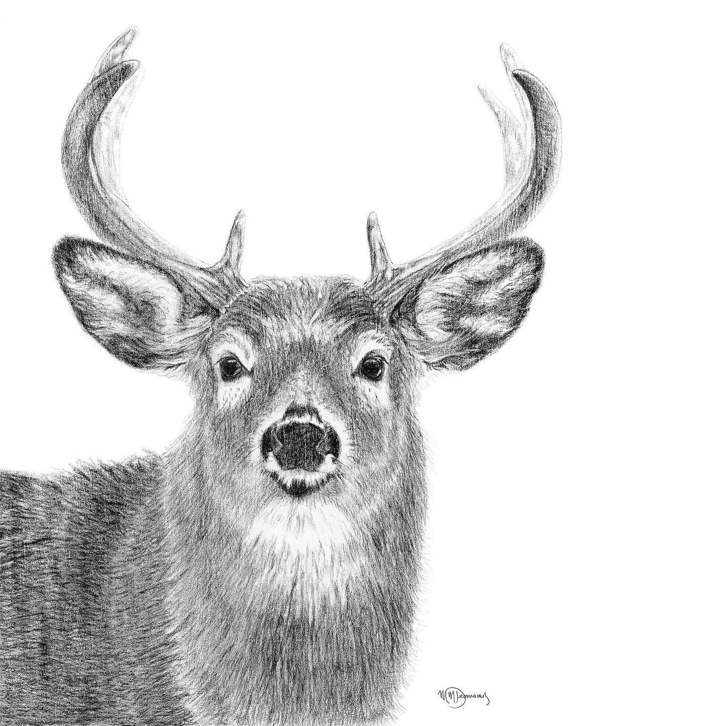 Cerf -  animaux noir et blanc