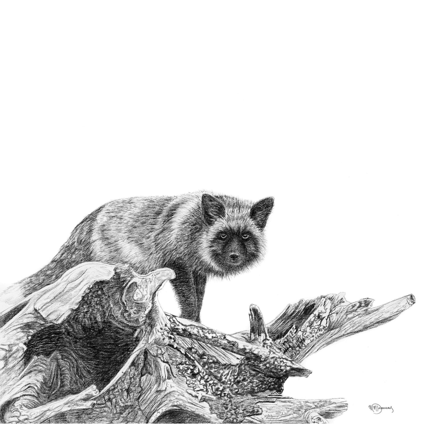 Le renard argenté -  animaux noir et blanc