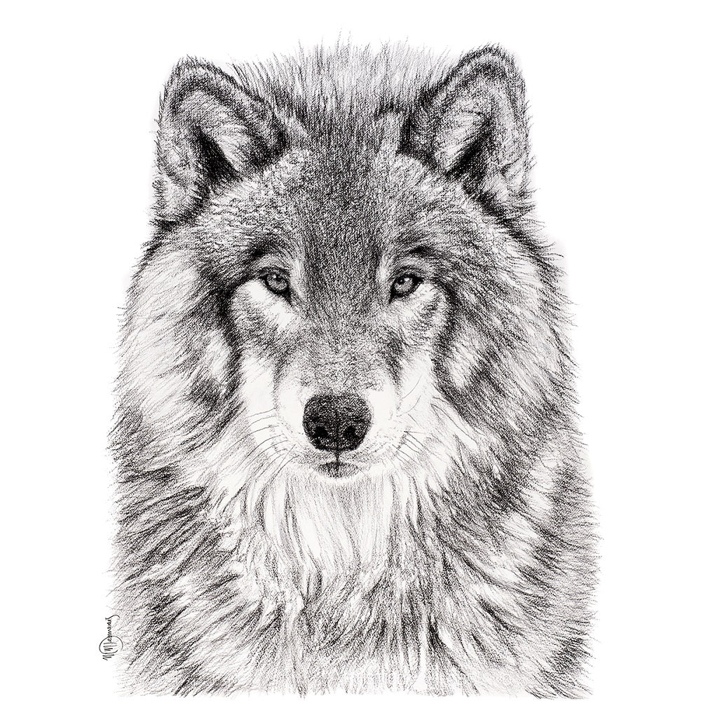 Loup -  animaux noir et blanc