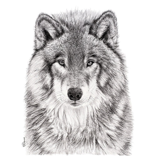 Loup -  animaux noir et blanc
