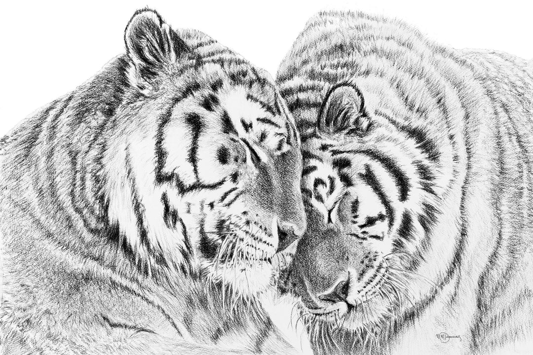 Tigres de l'amour - animaux noir et blanc