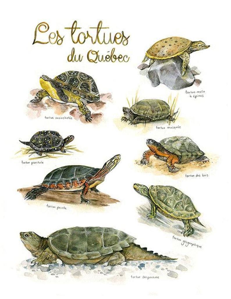 Tortues du Québec