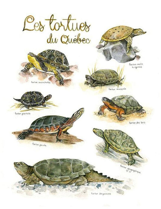 Tortues du Québec