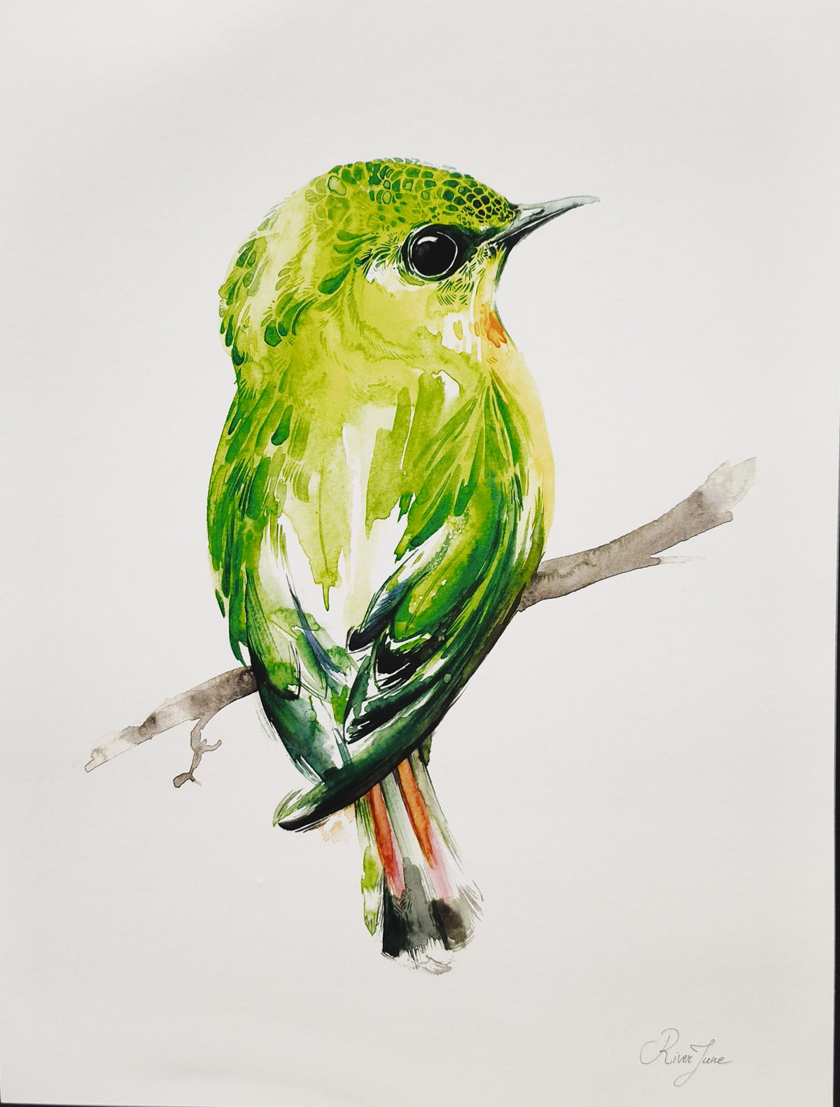 Oiseaux - 8.5 x 11 po - River June