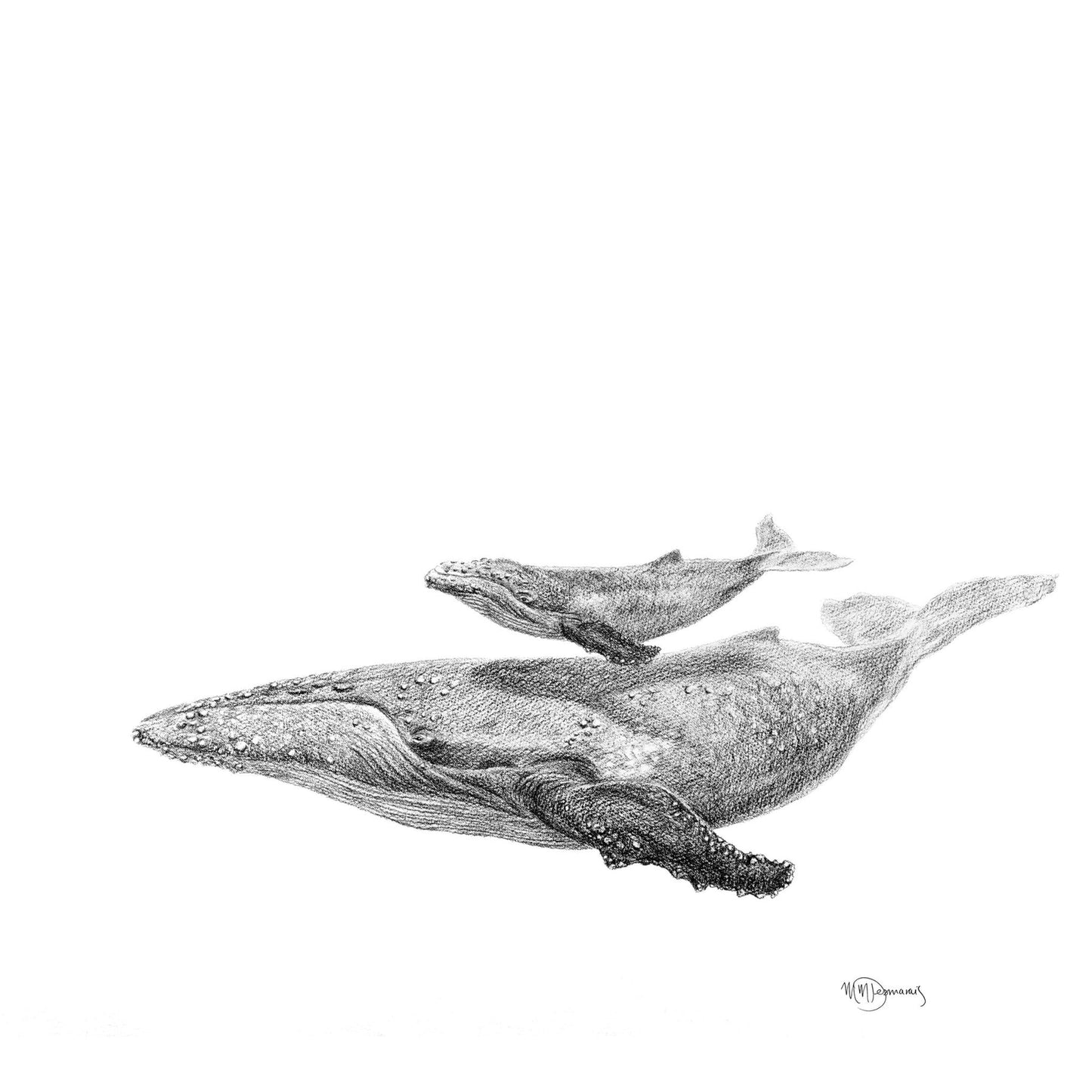 Baleine avec son bébé -  animaux noir et blanc