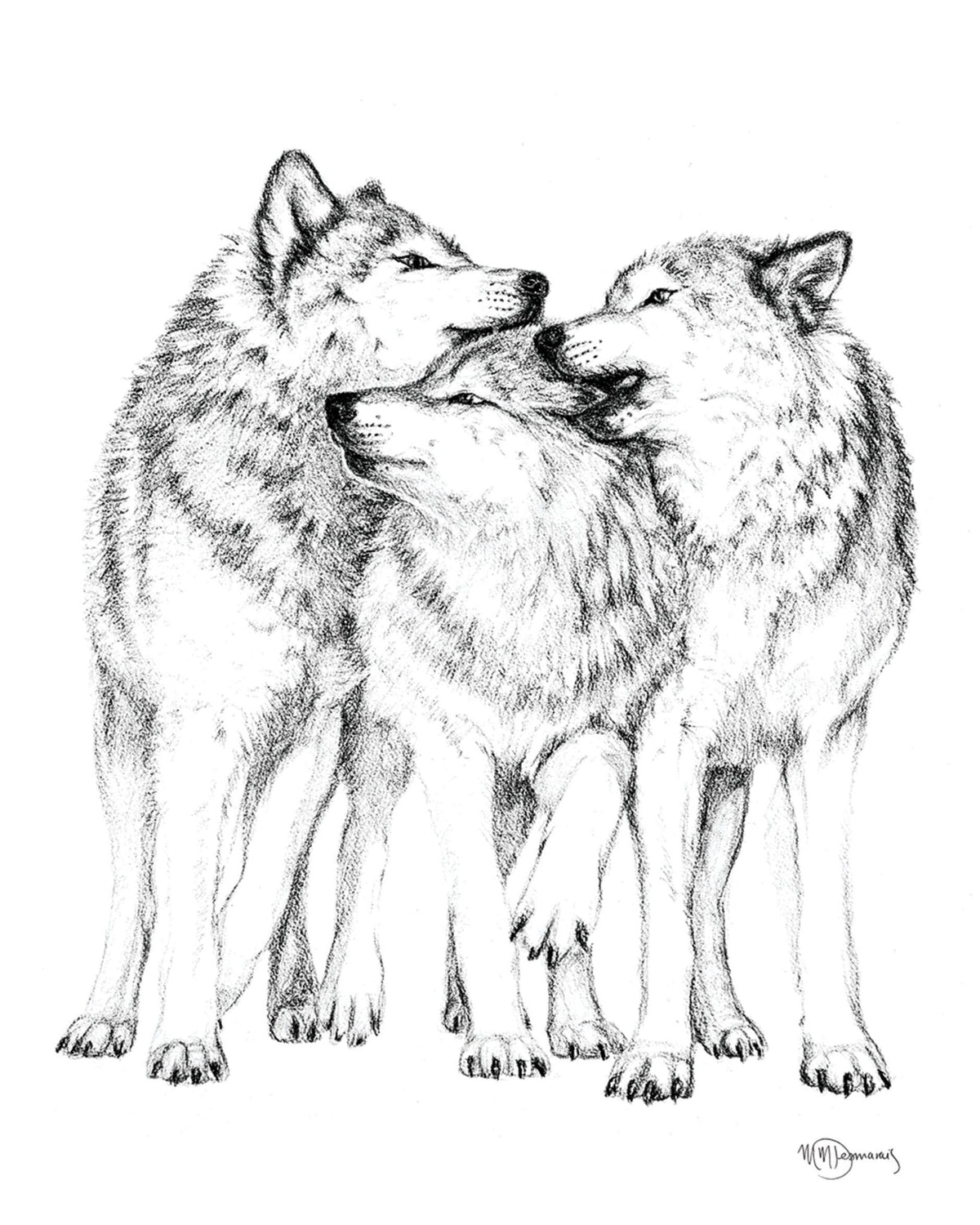 Meute de loups -  animaux noir et blanc